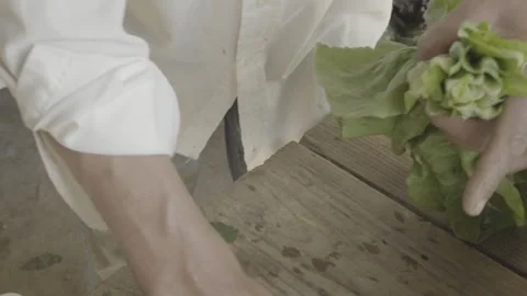 Slow Motion Close-up of Hands Tying a Bunch of Fresh Lettuce/Cabbage with Twine Stock Footage 320634682
