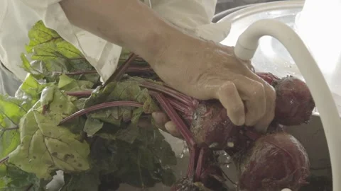 Slow Motion Close-up of Hands Washing Freshly Harvested Organic Beetroot Stock Footage 320634723