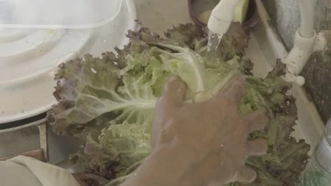 Slow Motion Close-up of Hands Washing Fresh Red Leaf Lettuce Under Running Water Stock Footage 320634728