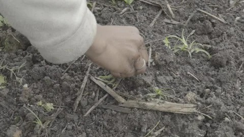 Slow Motion Close-up of Hands Weeding/Removing Grass from Organic Soil Stock Footage 320633014