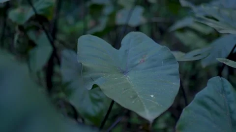 Slow motion close up of a heart-shaped green leaf from a wild taro plant weed Stock Footage 346428745