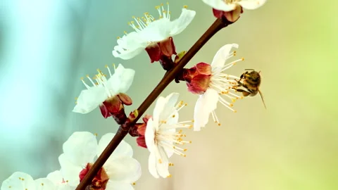 Slow motion close up of a honey bee pollinating apricot tree blooms. Video stock 300855852
