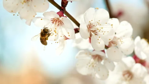 Slow motion close up of a honey bee, Apis mellifera carnica, pollinating. Video stock 302075811