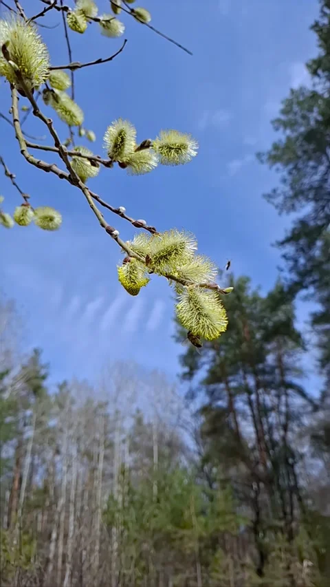Slow motion close up of honey bee collecting pollen on blooming pussy willow 스톡 동영상 335177344