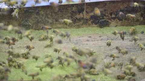 Slow motion close up of honey bees collecting dry pollen from rusty can Stock-Footage 104061214