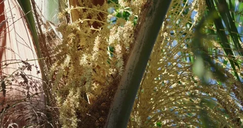 Slow Motion Close-Up of Honey Bees Pollinating Yellow Palm Tree Flowers Stock Footage 320329136