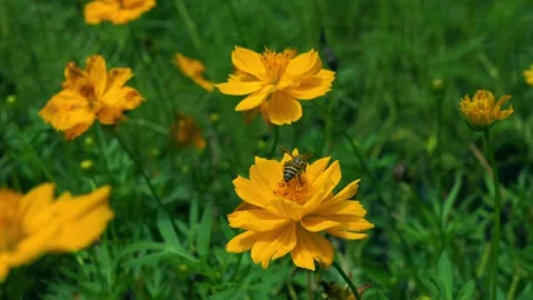 Slow Motion Close-up of Honeybee Collecting Nectar from Flower Stock Footage 345306355