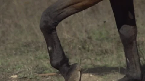 Slow Motion Close-up of Horse Foreleg During Outdoor Exercise Stock Footage 339197059