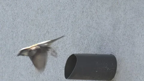 Slow motion close up of a house sparrow peeking out from a building pipe Vídeos de archivo 333981579