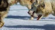 Slow Motion Close-Up Of Husky Dogs Pulling Sledge In Snowy Landscape Stock Footage