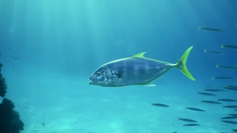 Slow motion, Close-up of Jack fish swims in shoal of Barracudas in blue water Stock Footage 246358898