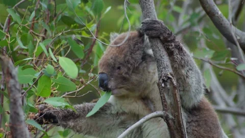 Slow Motion Close Up of Koala Eating Leafs Video stock 303021156