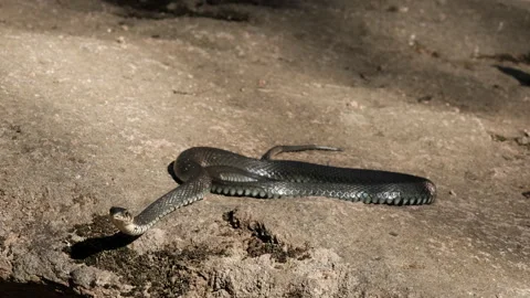 Slow motion of close-up of a large black snake stalking prey while lying on a 動画素材 149366759