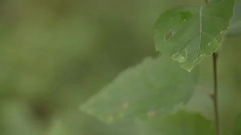 Slow motion close up of leaf Stock Footage 230998065
