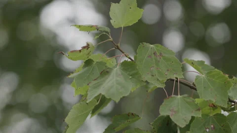 Slow motion close up of leaf Stock Footage 231000829