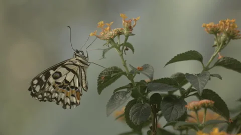 SLow Motion Close Up of lime swallowtail Butterfly Sips Nectar From Flowers Stock Footage 265277544