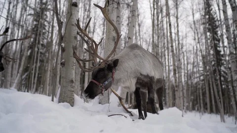 Slow Motion of Close Up Low Shot of Caribou Walking in Alaskan Snowy Wilderness, Stock Footage 111898998