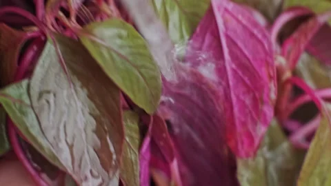 Slow motion Close-up Macro View of Washing Fresh Leaves of Lettuce or Spinach in Stock Footage 273131476