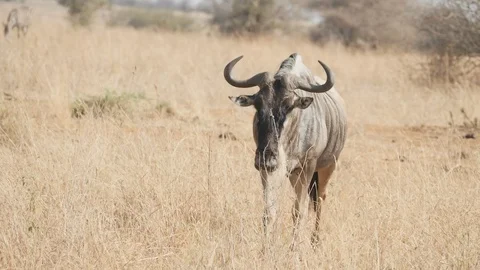 Slow motion close up of a male gnu walking towards the camera at tarangire Stock Footage 97434055
