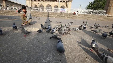 Slow-motion close-up of man feeding pigeons mecca masjid Stock Footage 74786064