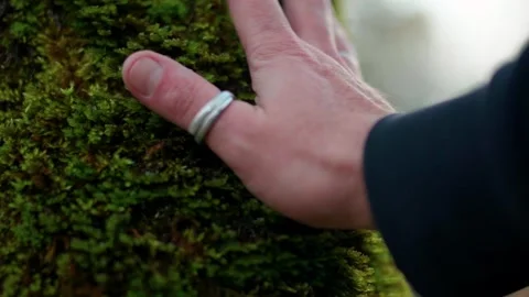 Slow Motion Close Up Man Hand With Wedding Ring Touching Mossy Tree Trunk Stock Footage 329462276