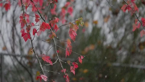 Slow motion close up of maple tree while raining Stock Footage 232799362