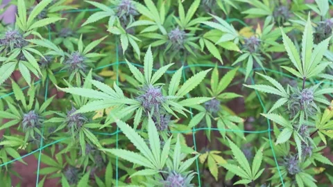 Slow motion close up of marijuana cannabis hemp plants.  biological and eco.. Stock Footage 336934705