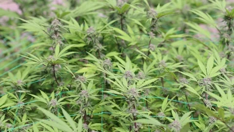 Slow motion close up of marijuana cannabis hemp plants.  biological and eco.. Video stock 336935669