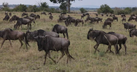 Slow motion close-up migrating herd wildebeest grazing in African savannah Stock Footage 160904304
