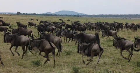 Slow motion close-up migrating herd wildebeest running in African savannah Stock-Footage 160993719