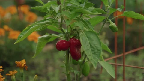Slow motion close up of mini red peppers growing in garden Stock Footage 327439858