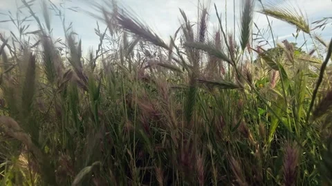 Slow motion close-up moving through wild grass spikes swaying in the wind in Stock Footage 337351382