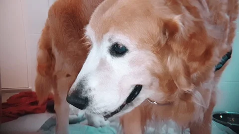 Slow motion close up of old Golden Retriever Dog standing and licking lips Vidéo 100638337