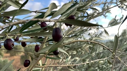 Slow motion close up of olives on olive tree in Turkey Vidéo 170093165