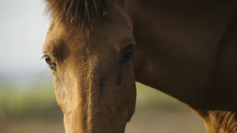 Slow motion close on one horses and flies staring at camera Video stock 95613837