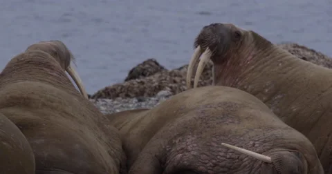 Slow motion - close pan on walruses Video stock 56370171