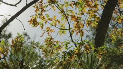 Slow motion close up panning on cactus and autumn oak leaves in Flagstaff forest Stock Footage 257279150