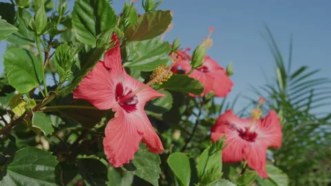 Slow motion close up panning on red hibiscus flower against blue sky Stock Footage 204423768