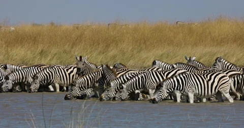 Slow motion close-up panning view of a small herd of zebras drinking   Stock Footage 155332262