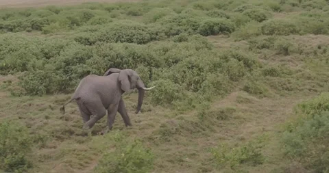 SLOW MOTION, Close up parallax drone shots of Elephant in bushes Video stock 147955284