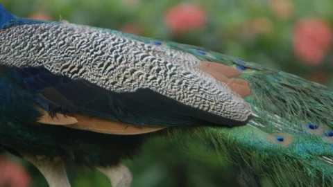 Slow motion close up on peacock bird Stock Footage 86897338