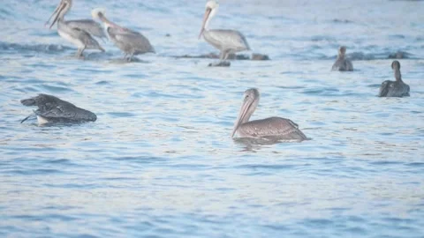 Slow Motion Close Up of a Pelican Taking Flight at Moss Beach, CA Stock Footage 167743785