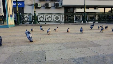 Slow motion close-up pigeons walking in the city park Stock Footage 149337389