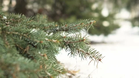 Slow motion close up of pine branches in snow snowfall in snow forest wood in Stock Footage 170466178