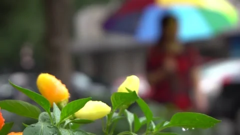 Slow motion Close up plant pepper raining day Stock Footage 130910376