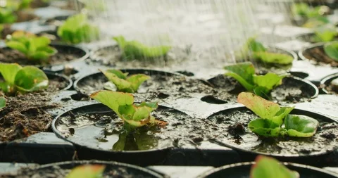 Slow motion close up of plants are watering with automatic irrigation system. Stock Footage 114693053