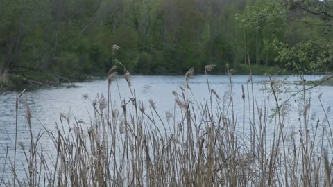 Slow Motion Close-Up of Plants by River – Tranquil Spring Mood Stock Footage 308396917