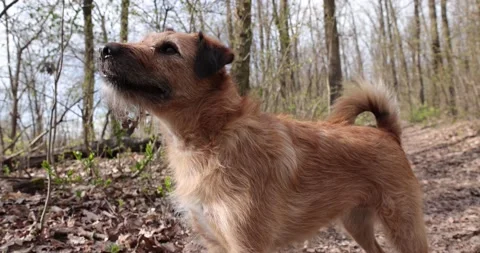 Slow motion close up of a playful terrier dog is looking in the camera with t Stock-Footage 153145141