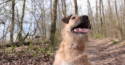 Slow motion close up of a playful terrier dog is looking in the camera with t Stock Footage 153145159