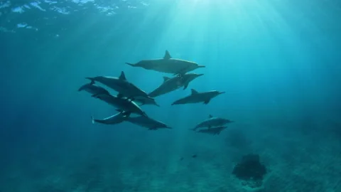 Slow Motion Close-Up Pod Of Dolphin Swimming Underwater - Big Island, Hawaii Stock Footage 154632785
